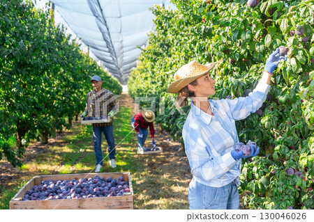 Woman harvesting plums in plantation 130046026