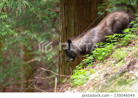 In midsummer, a Japanese serow walks down a slope while eating 130046049