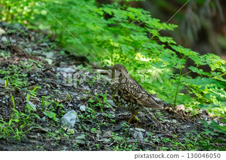 Midsummer, a brown thrush on a forest road 130046050