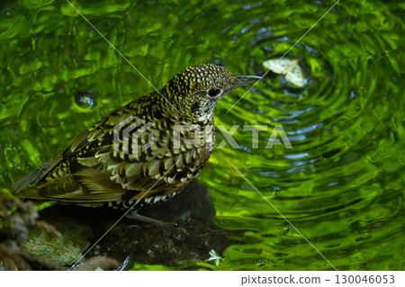 A brown thrush descends to a puddle in midsummer 130046053