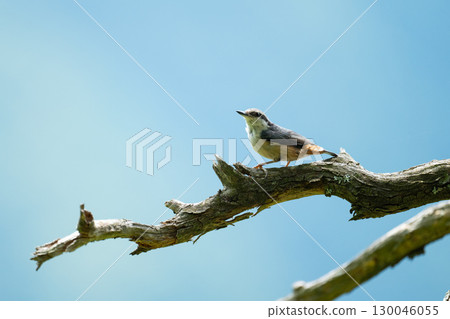 仲夏時節，一隻五子雀棲息在一根枯枝上 130046055