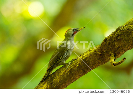 仲夏，雄性日本綠啄木鳥 02 棲息在樹枝上 130046056