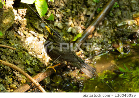 A male Japanese black thrush after bathing in midsummer 130046059