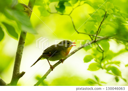 A Red-crowned Night Heron singing in the forest in midsummer 130046063