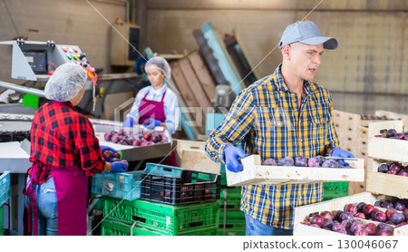 Two women and one man working in plum storage Two women and one man working in plum storage 130046067