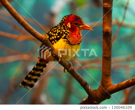 Red and Yellow Barbet sitting on branch in park Red and Yellow Barbet sitting on branch in park 130046109