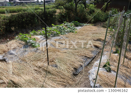 鋪稻草防暑 130046162