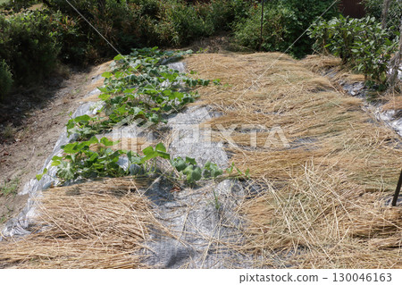 鋪稻草防暑 130046163