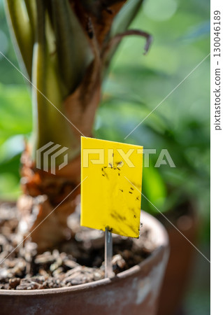 Fungus gnats stuck on yellow sticky trap closeup. Non-toxic flypaper for Sciaridae insect pests Fungus gnats stuck on yellow sticky trap closeup. Non-toxic flypaper for Sciaridae insect pests 130046189