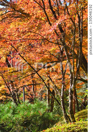京都府三尾市牧大山西明寺的美麗秋葉（京都府京都市右京區） 130046192