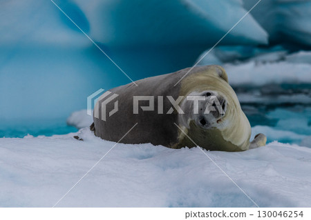 Crabeater Seal resting on a sheet of ice 130046254