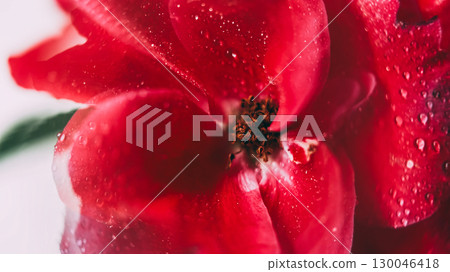 Rose flower. Wet petals. Defocused red color nature water liquid lens flare floating on abstract art white creative light background. 130046418