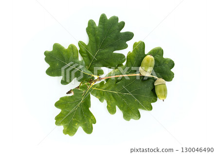 Green Oak Leaves with Acorns Isolated on a White Background Green Oak Leaves with Acorns Isolated on a White Background 130046490