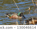 A Northern Shoveler is watching us 130046614
