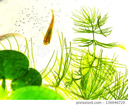 從水生植物探出頭來的青鱂魚 從水生植物探出頭來的青鱂魚 130046720