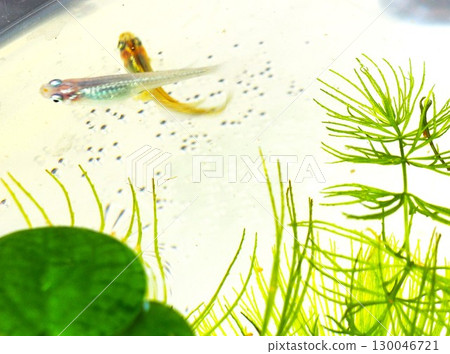 Medaka fish peeking out from among the aquatic plants Medaka fish peeking out from among the aquatic plants 130046721