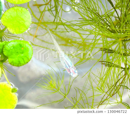 Medaka fish peeking out from among the aquatic plants Medaka fish peeking out from among the aquatic plants 130046722