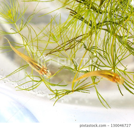 從水生植物探出頭來的青鱂魚 130046727