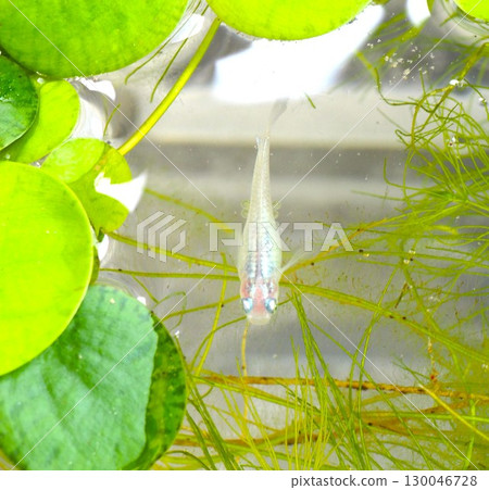 從水生植物探出頭來的青鱂魚 從水生植物探出頭來的青鱂魚 130046728