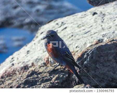 A male Rock Thrush alighting on a rocky outcrop 130046793