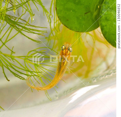 青鱂在水面游泳 青鱂在水面游泳 130046852