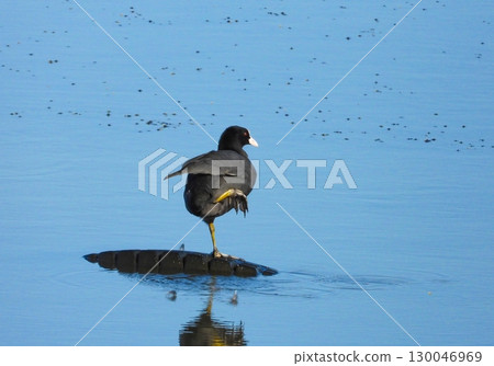 一隻抬起一條腿站立的黑鴨 130046969