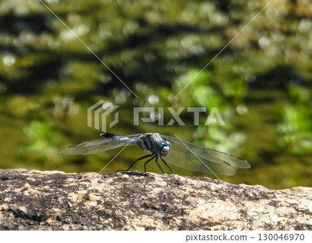 一隻蜻蜓降落在岩石區 130046970