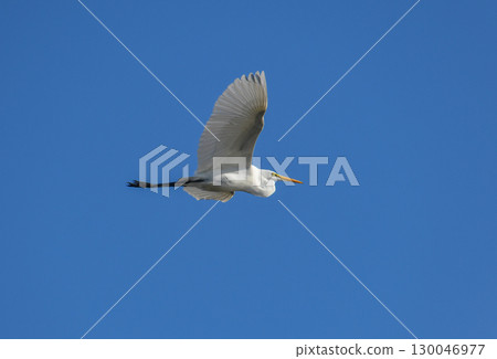 Great Egret soaring through the sky Great Egret soaring through the sky 130046977