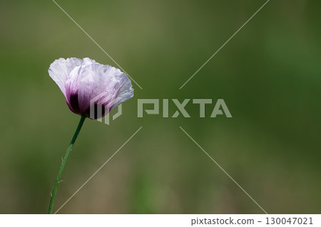 渥美罌粟花 渥美罌粟花 130047021