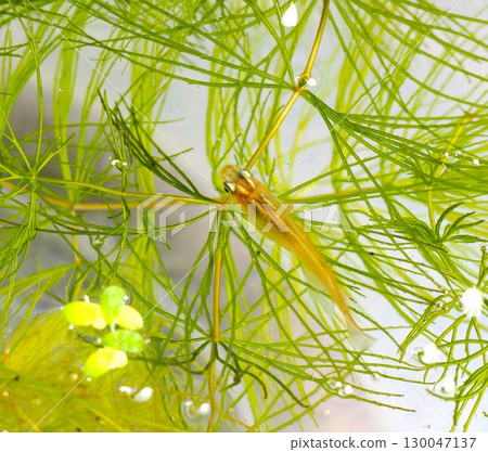 一條鱂魚從水生植物間探出頭來 一條鱂魚從水生植物間探出頭來 130047137