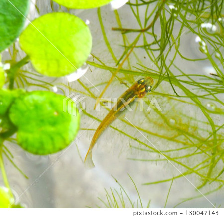 一條鱂魚從水生植物間探出頭來 130047143