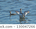 A great crested grebe spreading its wings 130047266