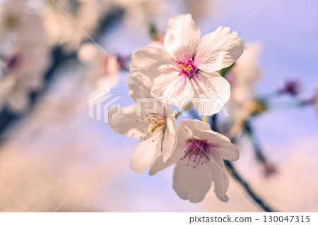 櫻花 櫻花 130047315