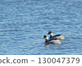 Two Great Crested Grebes 130047379