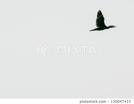 Silhouette of a wild goose flying in the sky 130047415