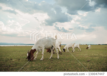 goat grazing grass on field near river goat grazing grass on field near river 130047447