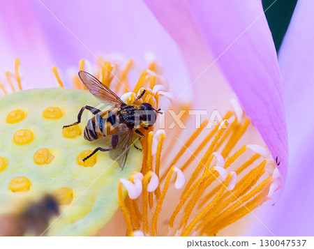 一朵花上的食蚜蠅 130047537