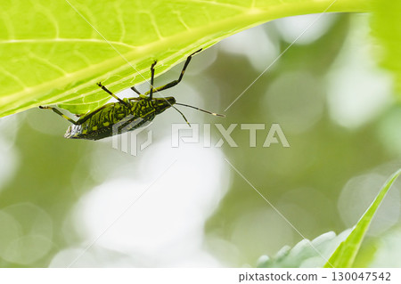 臭蟲棲息在葉子上 130047542