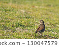 A thrush alighting on the grass (back view) 130047579