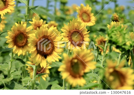 In the sunflower field In the sunflower field 130047616