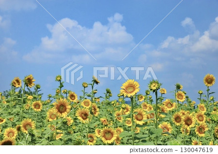 Blooming sunflower fields, blue sky and clouds, Minuma Ward, Saitama City Blooming sunflower fields, blue sky and clouds, Minuma Ward, Saitama City 130047619