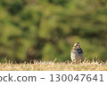 A thrush descending on the grassland (front view) 130047641