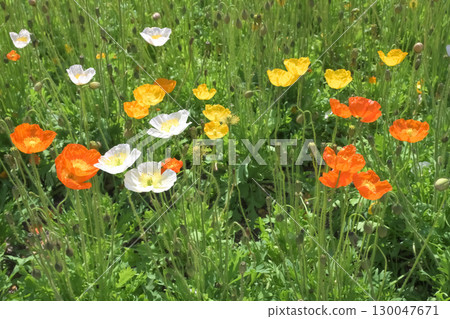 Puppy Flower 130047671