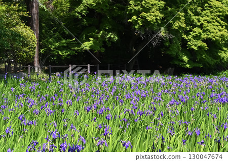 A cluster of irises blooming in early summer A cluster of irises blooming in early summer 130047674