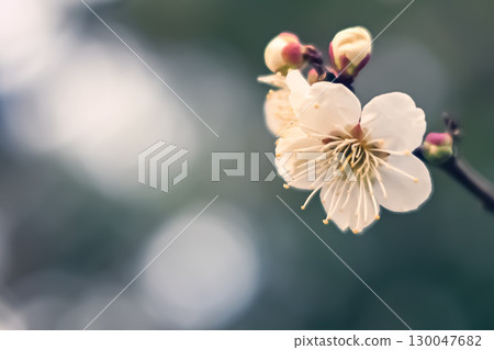 白梅花 白梅花 130047682