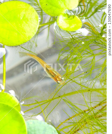 青鱂魚在水生植物間遊動 青鱂魚在水生植物間遊動 130047690