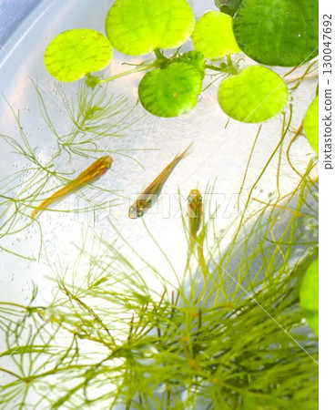 Medaka swimming among aquatic plants 130047692