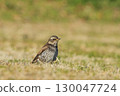 A thrush (profile) alighting on a meadow 130047724