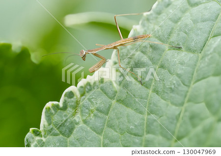 praying mantis perched on a leaf praying mantis perched on a leaf 130047969