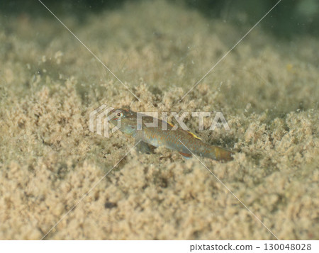Fish in Lake Motosu Fish in Lake Motosu 130048028